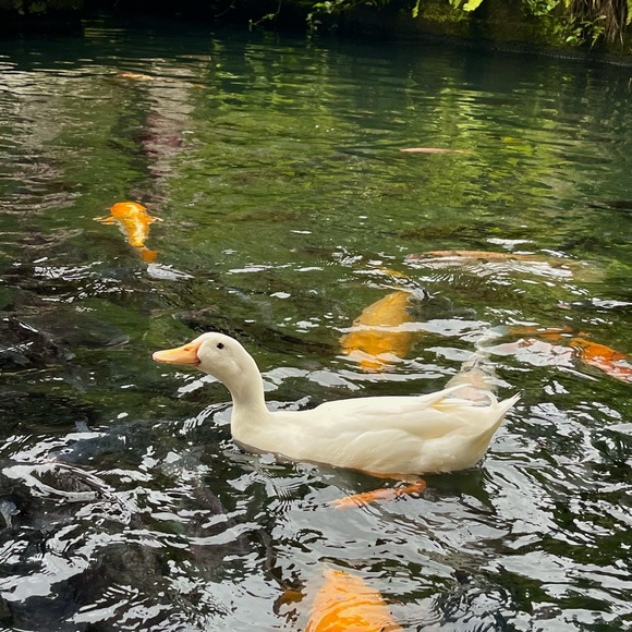 🦦 - Picture 1 of 1